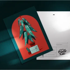 Carte cadeau kokedama disponible dans notre boutique de plantes à Montmartre Paris