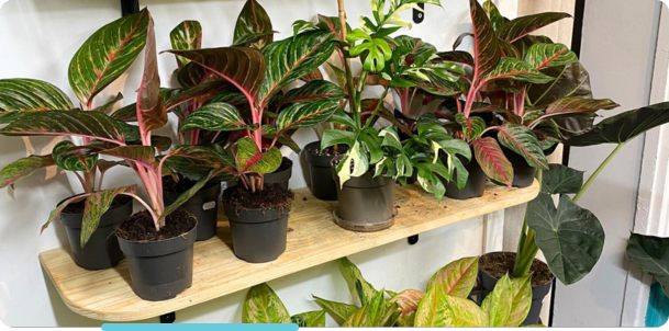 Location de plantes pour professionnels avec entretien inclus, boutique Montmartre Paris