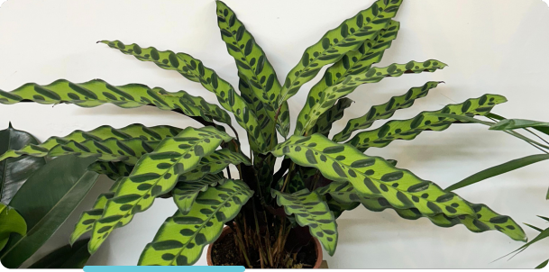 Cadeaux professionnels personnalisés avec plantes tropicales, Montmartre Paris