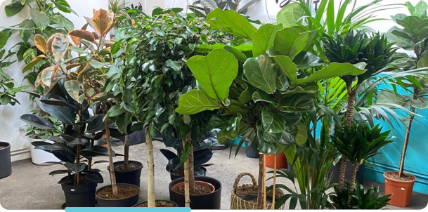 Achat de plantes artisanales pour professionnels, boutique Montmartre Paris