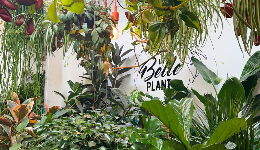 Intérieur de la boutique de plantes d'intérieur et d'extérieur à Montmartre, Paris