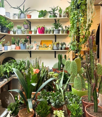 Cactus et succulentes disponibles dans notre boutique à Montmartre, Paris
