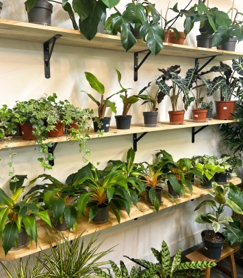 Plantes tropicales disponibles dans notre jardinerie à Montmartre, Paris