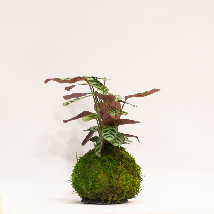 Kokedama artisanal Ctenanthe Amabilis, plante originale, jardinerie Montmartre Paris