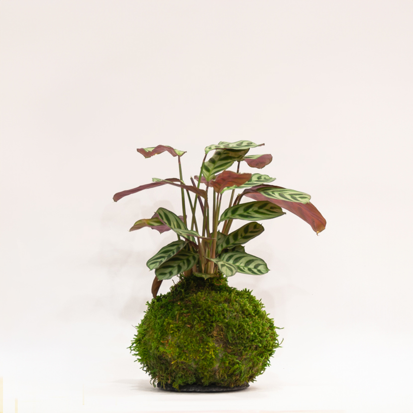 Kokedama Ctenanthe Amabilis, création artisanale, Montmartre Paris