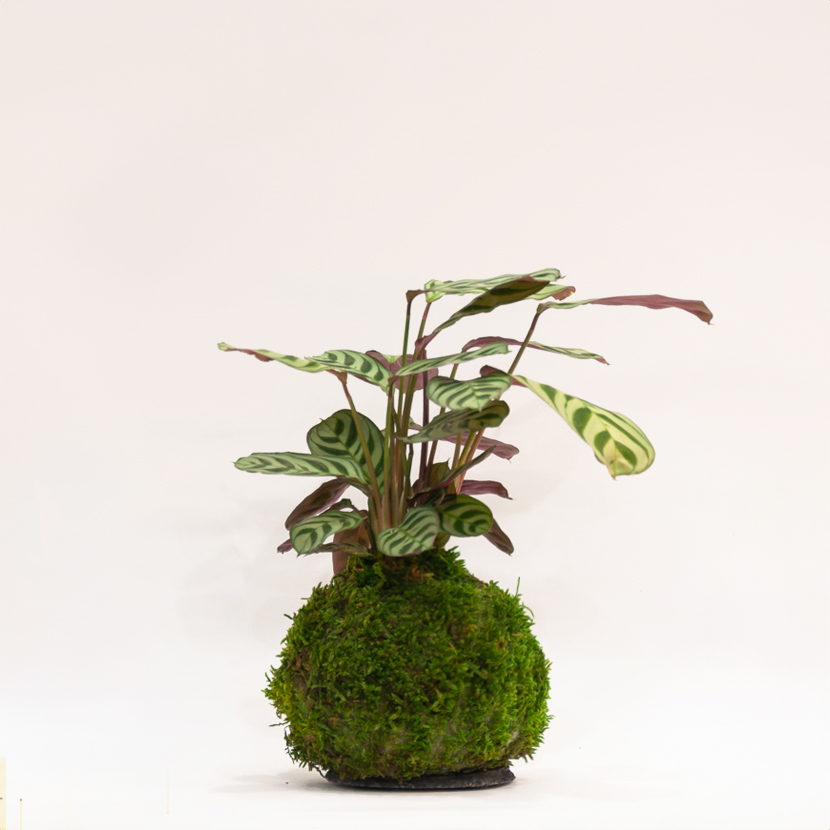 Plante Kokedama Ctenanthe Amabilis fabriquée artisanalement, Montmartre Paris