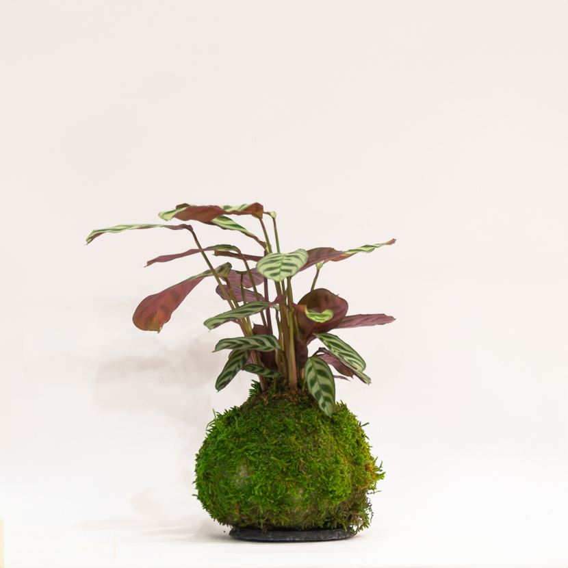 Kokedama artisanal Ctenanthe Amabilis, boutique Montmartre Paris