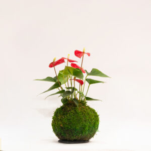 Kokedama artisanal Anthurium Andraeanum, plante fleurie Montmartre Paris