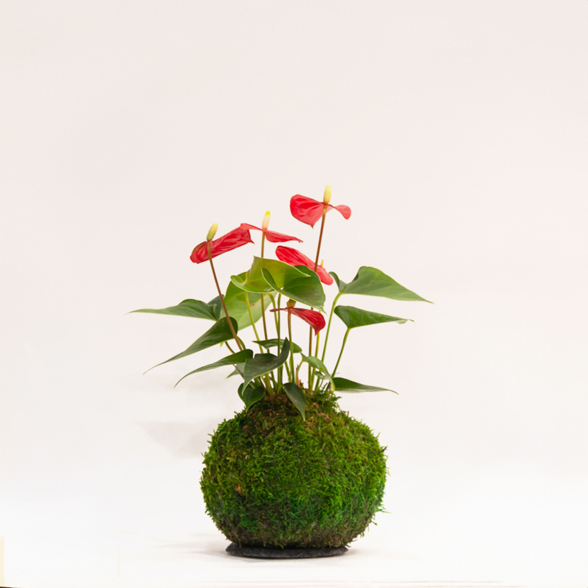 Kokedama artisanal Anthurium Andraeanum, plante fleurie Montmartre Paris