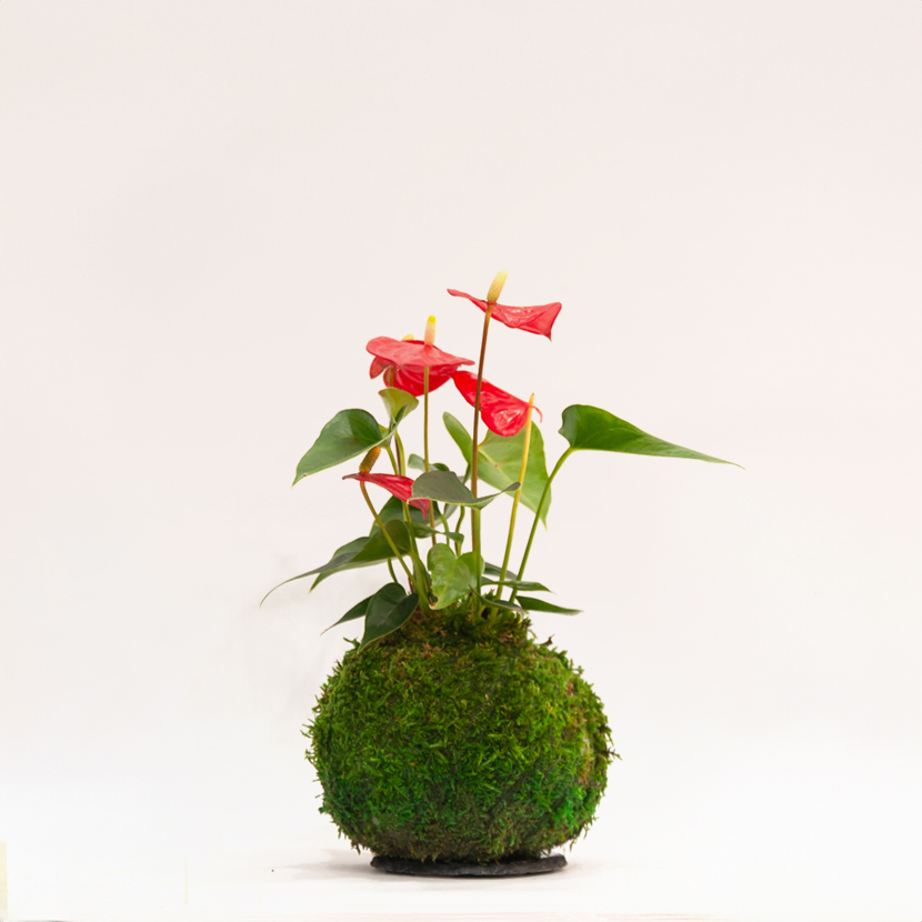 Plante Kokedama Anthurium Andraeanum fabriquée artisanalement, Montmartre Paris