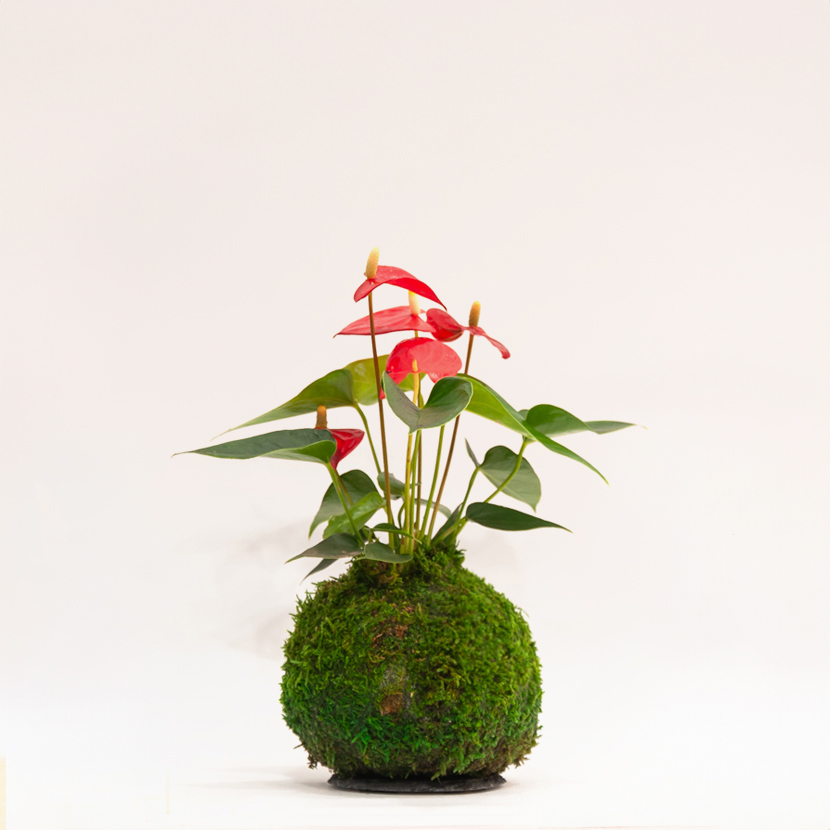 Kokedama Anthurium Andraeanum, création artisanale, boutique Montmartre Paris