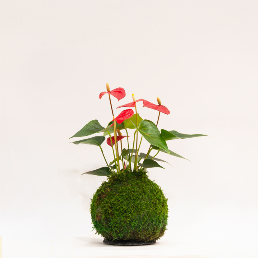 Kokedama artisanal Anthurium Andraeanum, plante unique Montmartre Paris