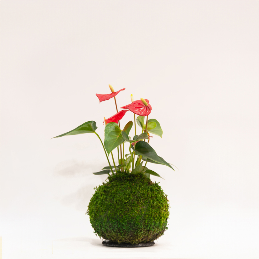 Kokedama artisanal Anthurium Andraeanum, plante unique originale, jardinerie Montmartre Paris