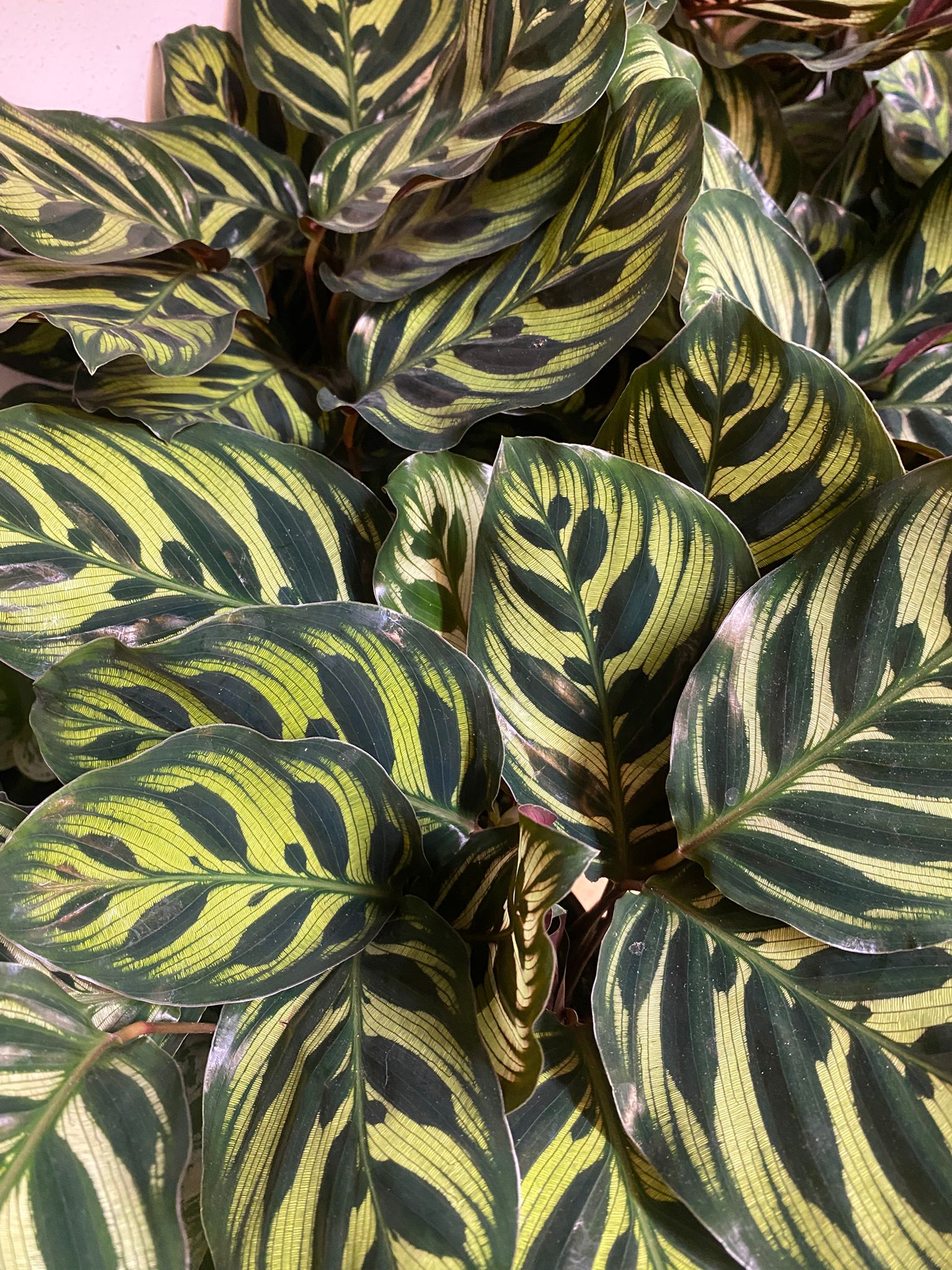 Calathea décorative pour intérieur, boutique de plantes Montmartre Paris