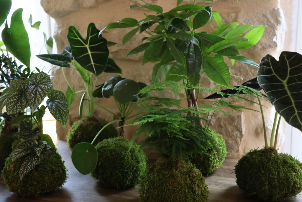 Conseils d'entretien pour kokedamas, plantes artisanales faites à la boutique La Belle Plante, Montmartre