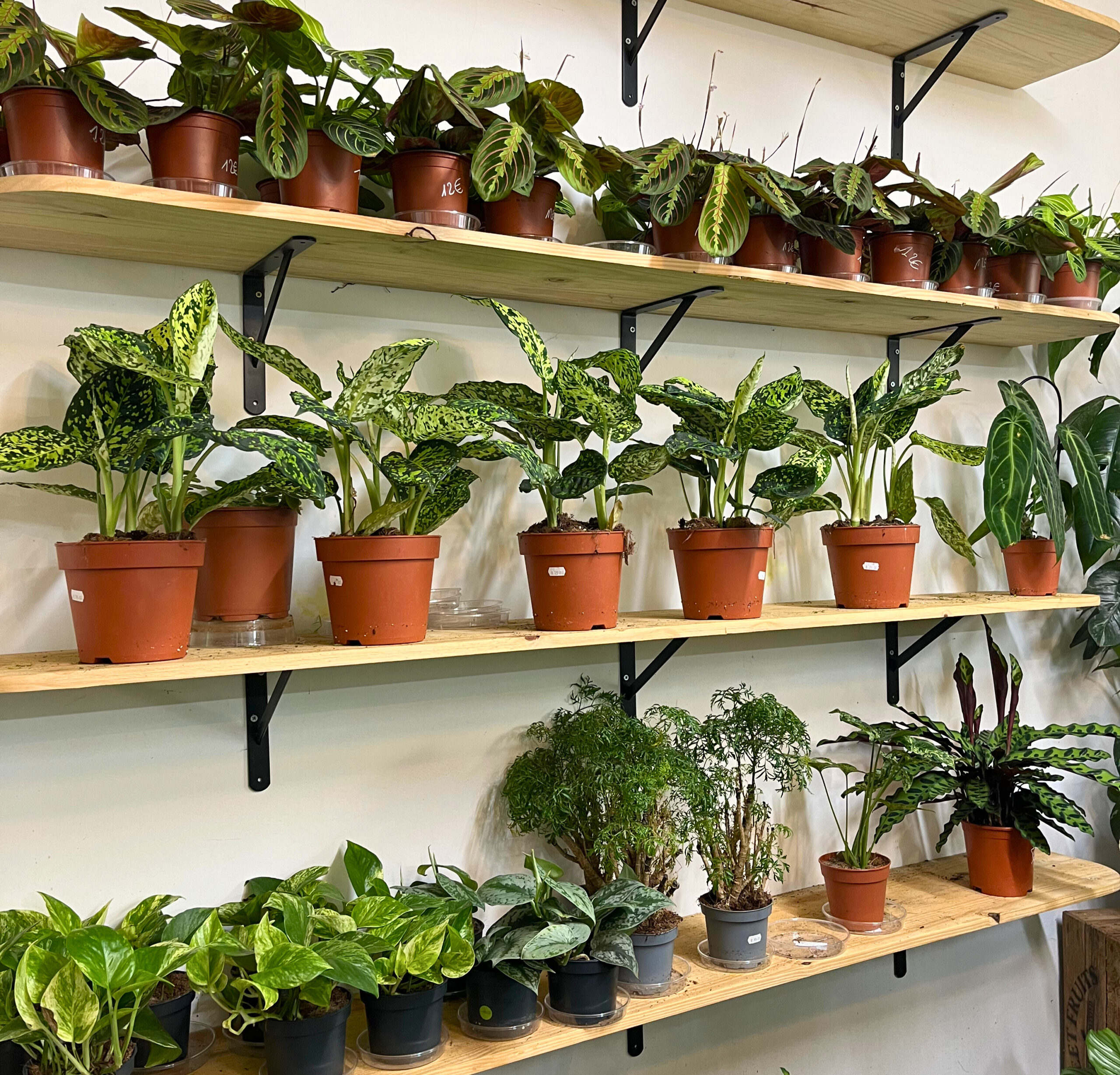 Plantes faciles à entretenir quand on vit à Paris, Jardinerie La Belle Plante