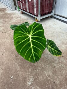Philodendron el choco red