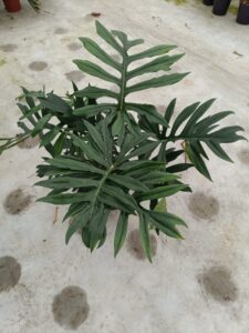 Philodendron mayoi