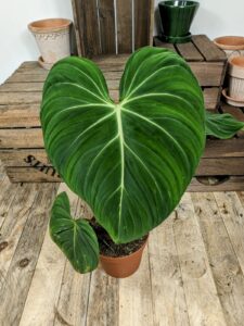 Philodendron gloriosum
