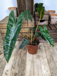 Philodendron billitiae