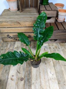Philodendron narrow