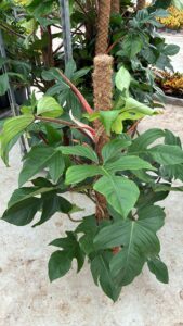 Philodendron squamiferum