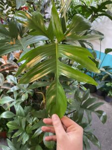 Philodendron pedatum