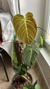 Philodendron melanochrysium
