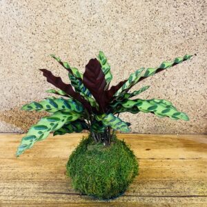 Kokedama calathea lancifolia 35cm de hauteur