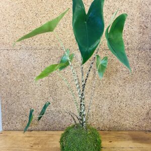 Kokedama Alocasia zebrina 60cm de hauteur