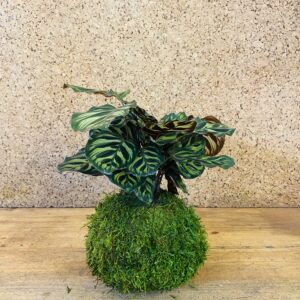 Kokedama calathea makoyana 35cm de hauteur