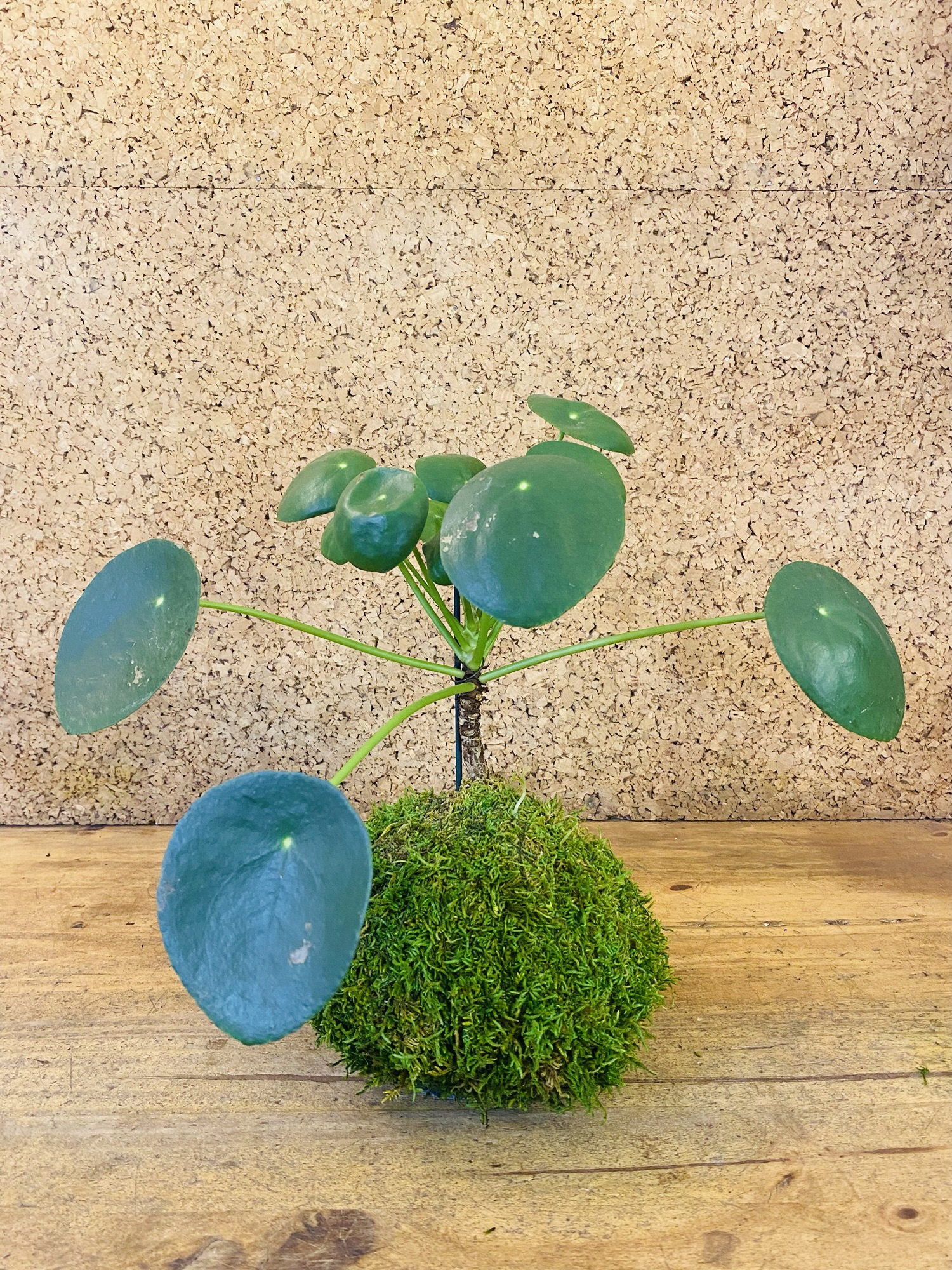 Kokedama Pilea peperomiodes 40cm de hauteur