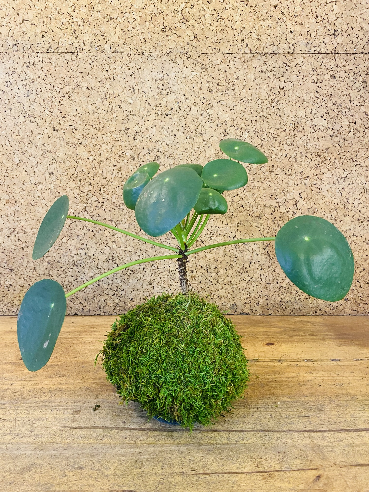 Kokedama Pilea peperomiodes 40cm de hauteur