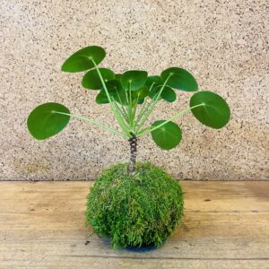 Kokedama Pilea peperomiodes 40cm de hauteur