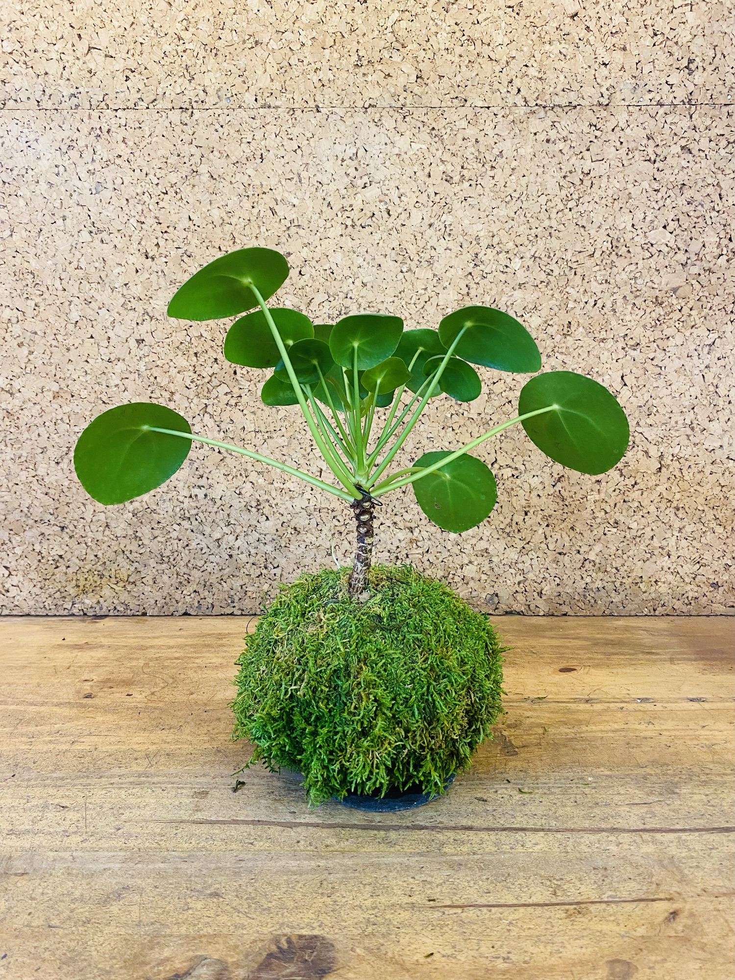 Kokedama Pilea peperomiodes 40cm de hauteur