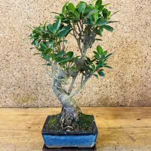 Bonsaï Ficus retusa 7 ans 35cm de hauteur