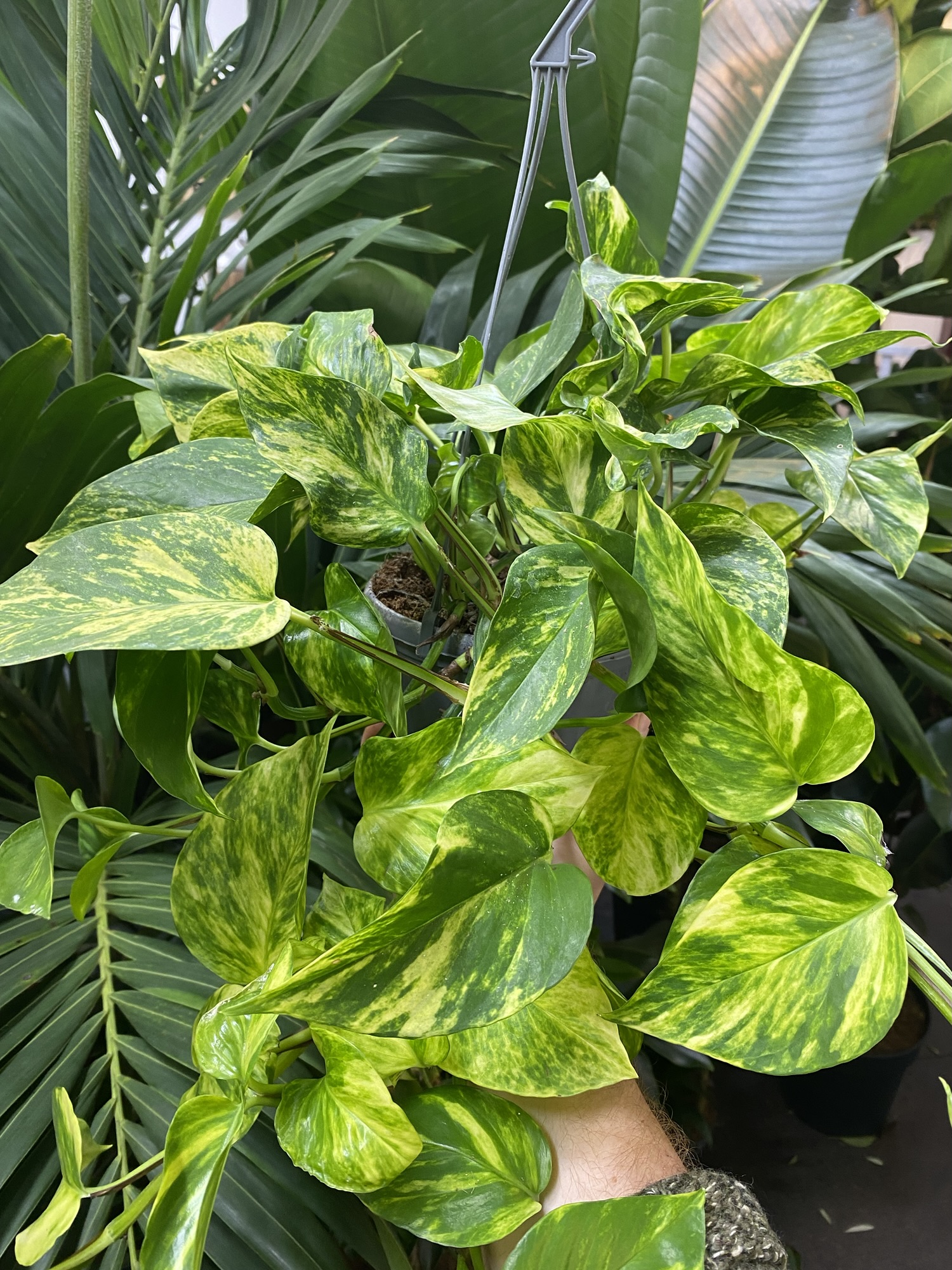 Epipremnum aureum