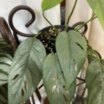 Epipremnum pinnatum Cebu Blue