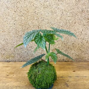 Kokedama Begonia maculata hauteur 40cm