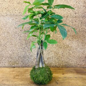 Kokedama Pachira 55cm de hauteur