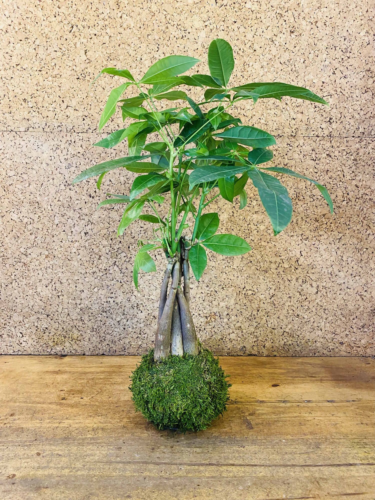 Kokedama Pachira 55cm de hauteur