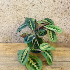 Kokedama maranta fascinator 35cm de hauteur