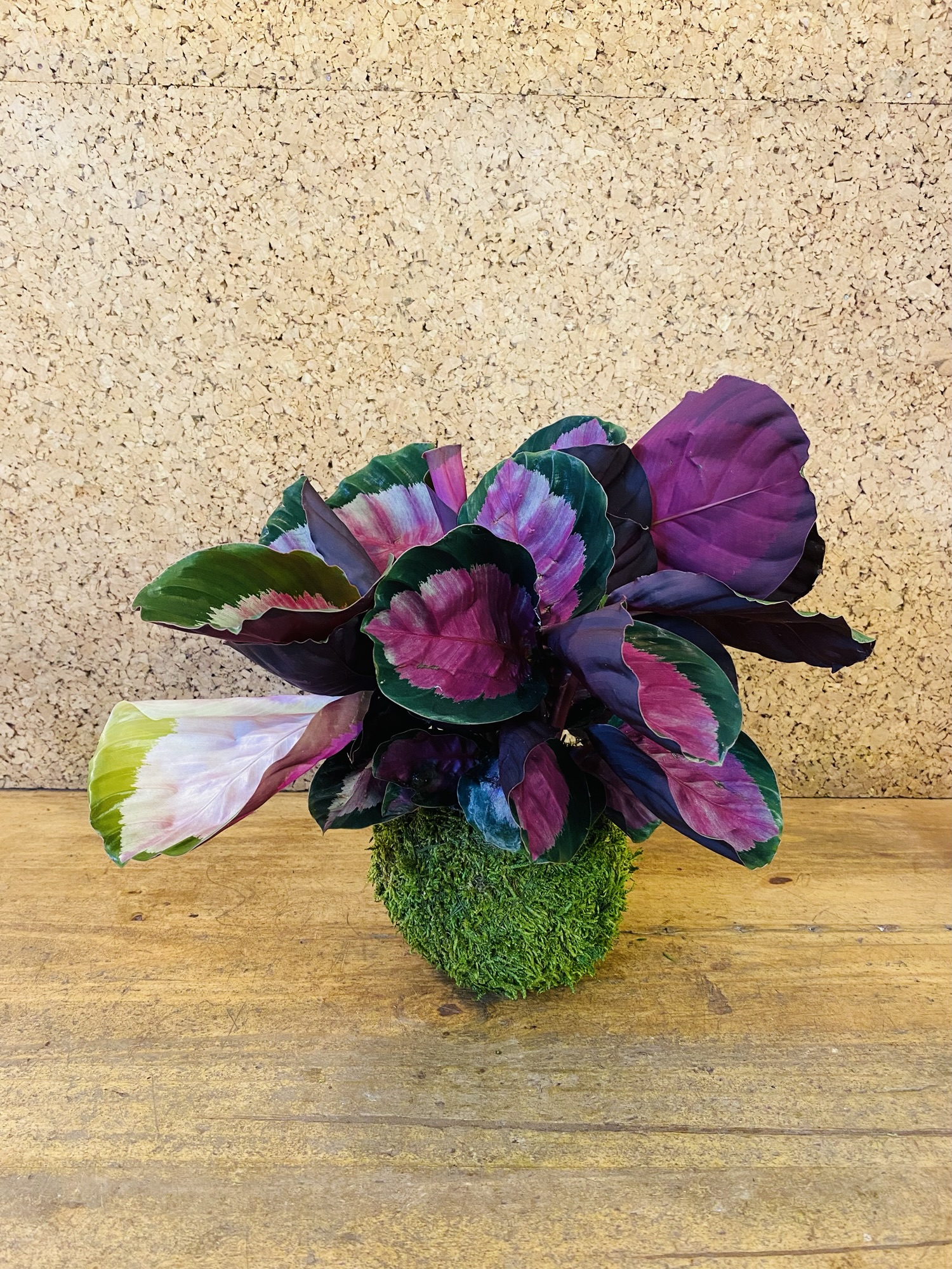 Kokedama calathea rosea 35cm de hauteur