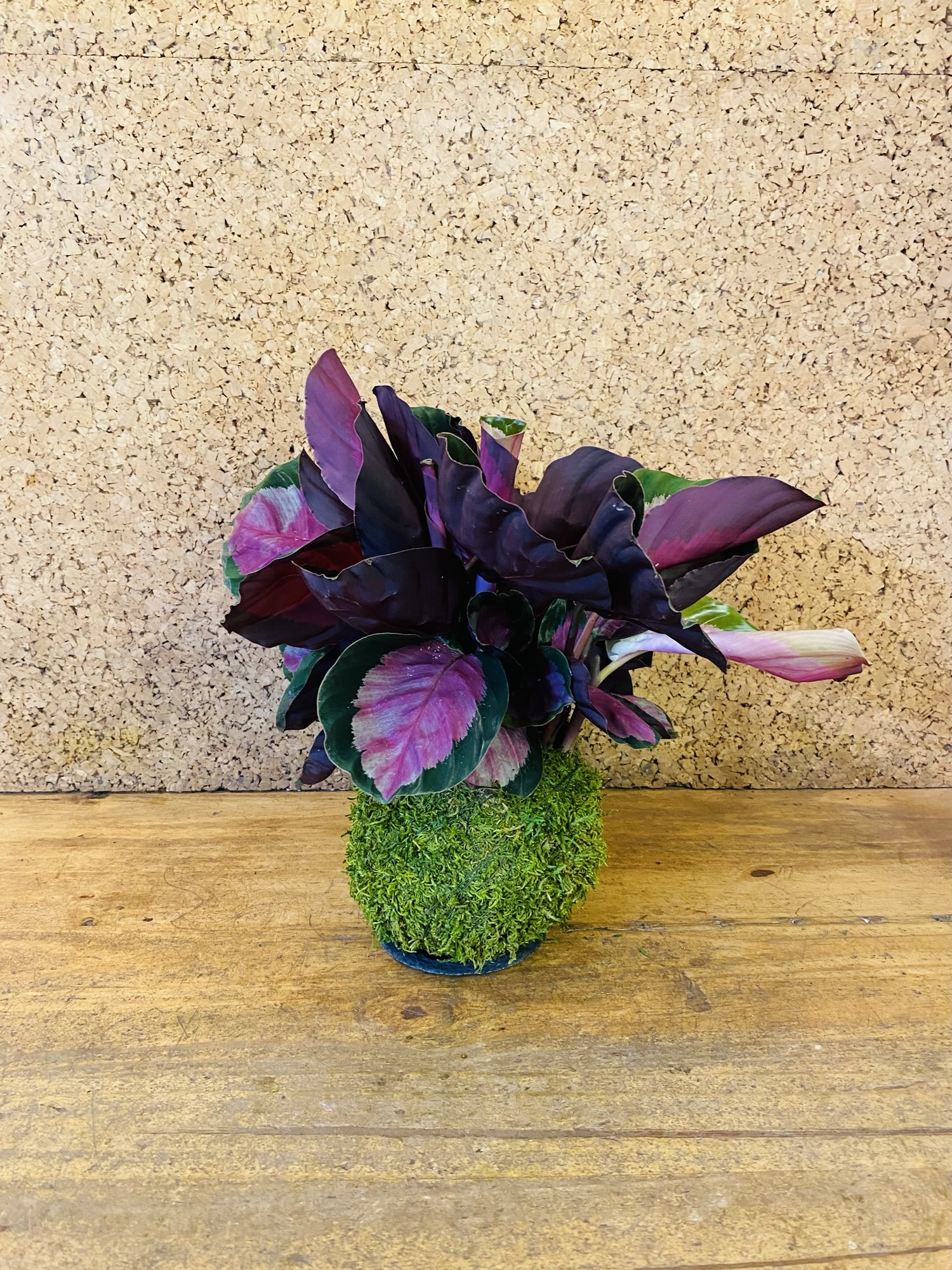 Kokedama calathea rosea 35cm de hauteur