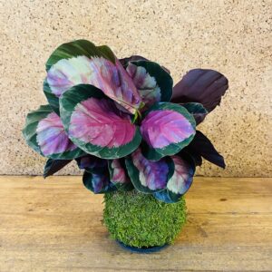 Kokedama calathea rosea 35cm de hauteur