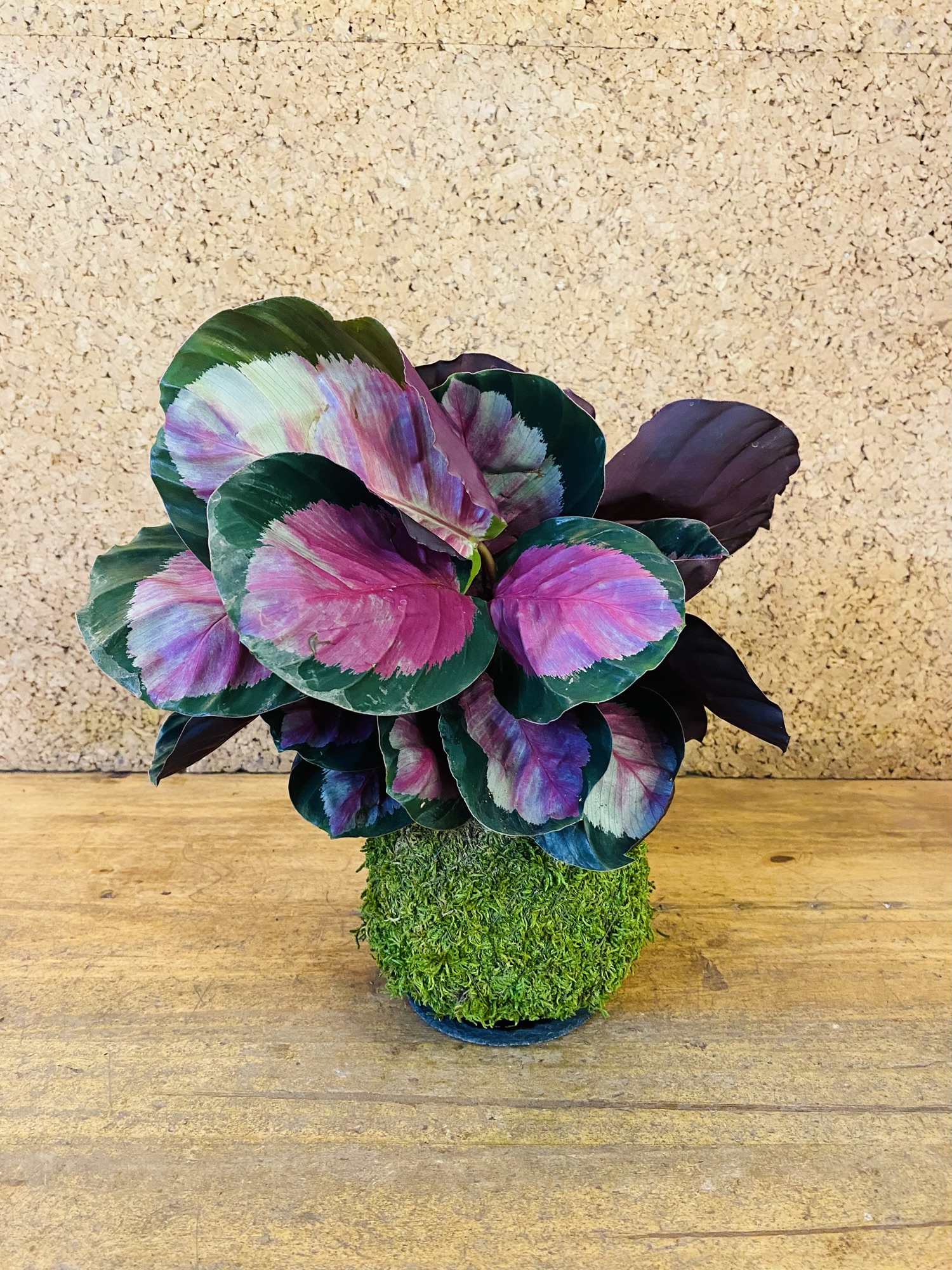 Kokedama calathea rosea 35cm de hauteur