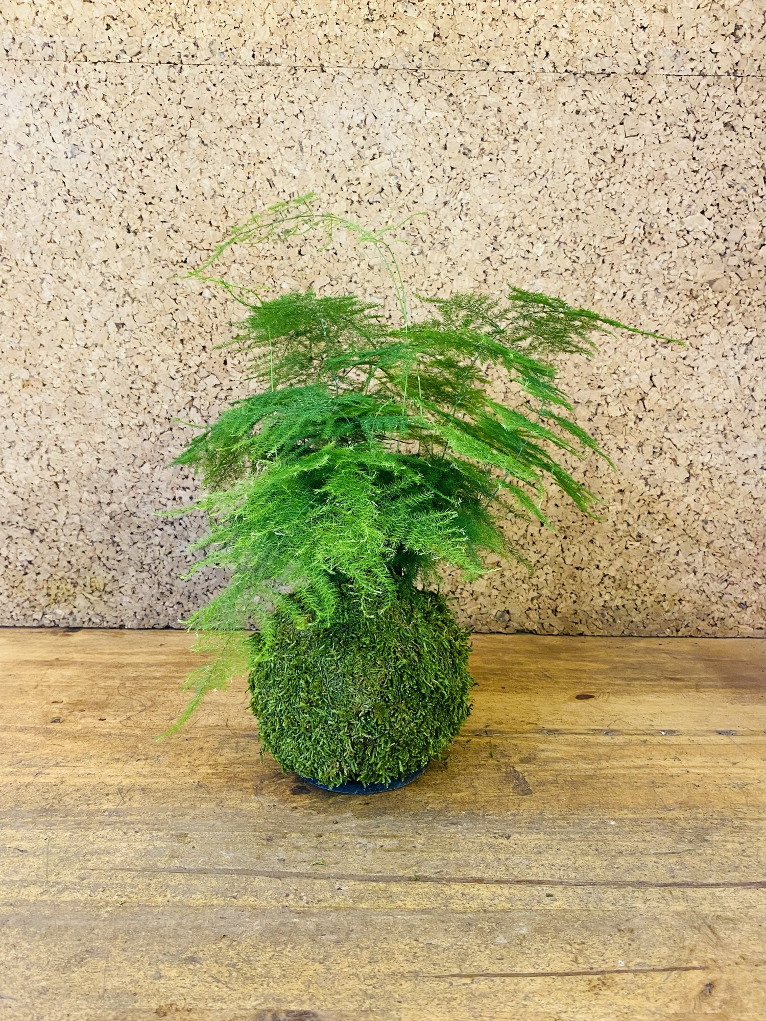 Kokedama asparagus plumosus 40cm de hauteur