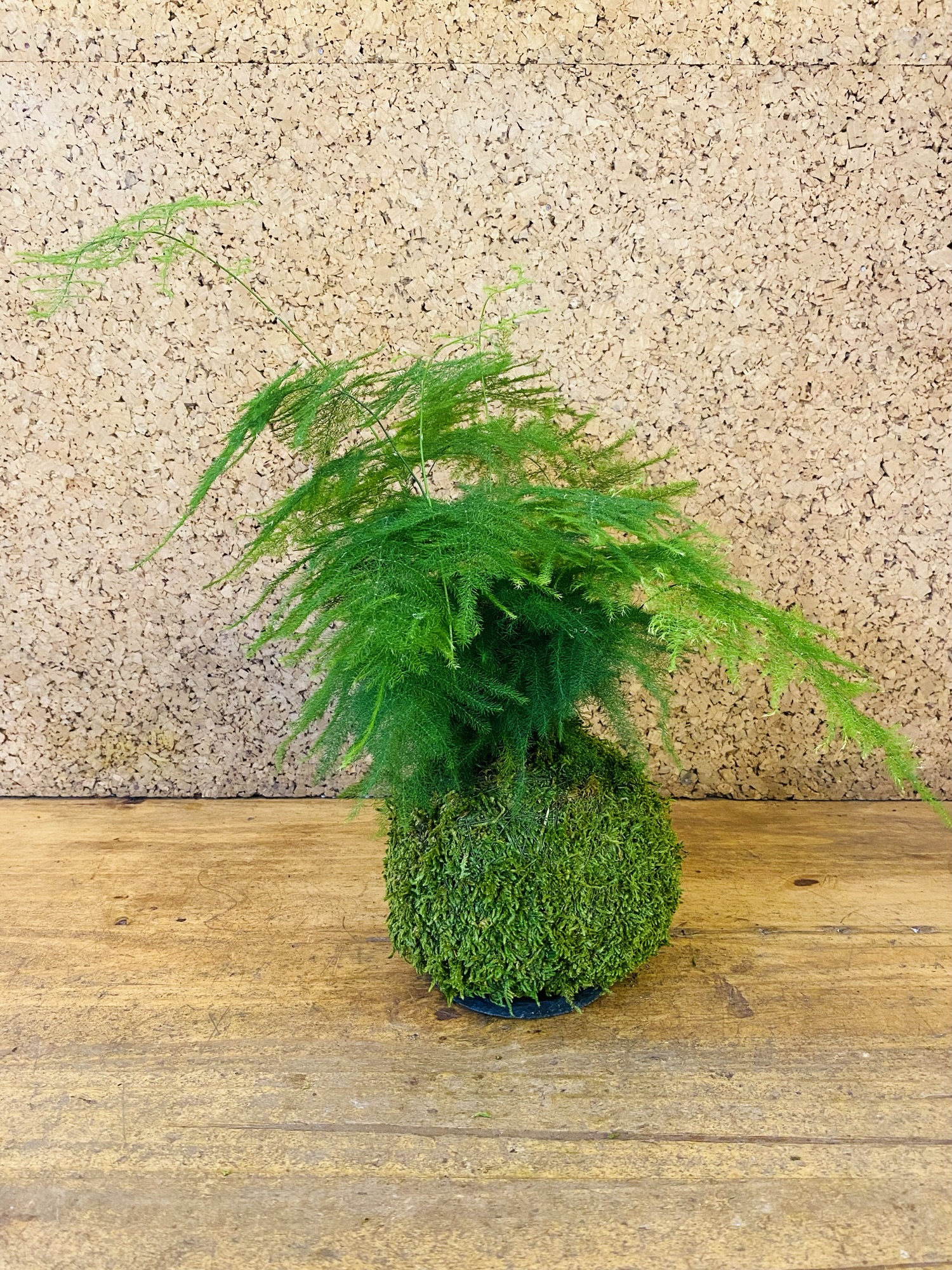 Kokedama asparagus plumosus 40cm de hauteur
