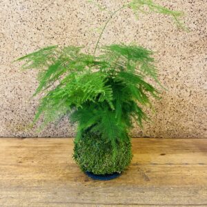 Kokedama asparagus plumosus 40cm de hauteur