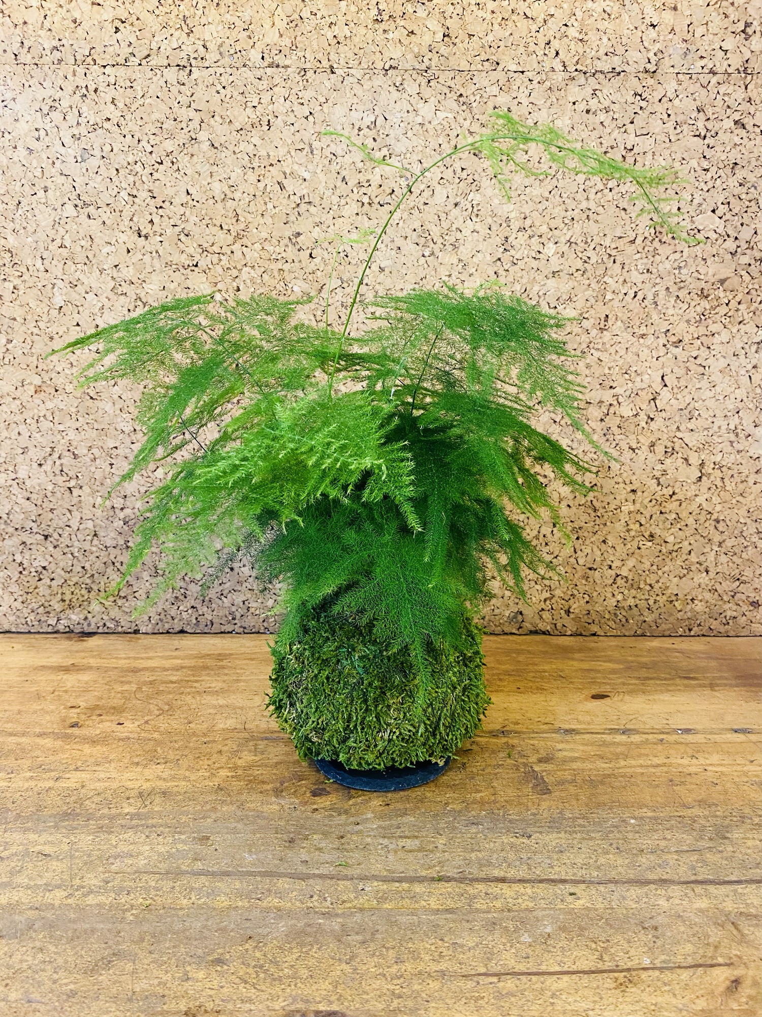Kokedama asparagus plumosus 40cm de hauteur